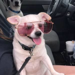 Meet your Posher, Dawn